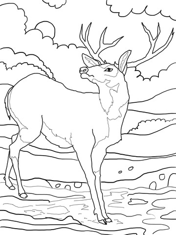 Black Tailed Mule Deer Coloring Page